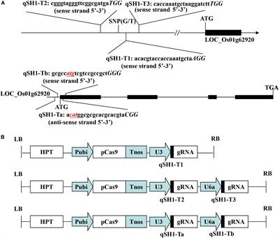Improvement of the Rice “Easy-to-Shatter” Trait via CRISPR/Cas9-Mediated Mutagenesis of the qSH1 Gene